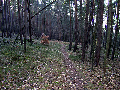 Trail am Altenberg