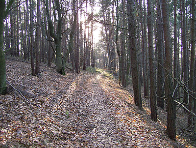 Immernoch Trail am Altenberg