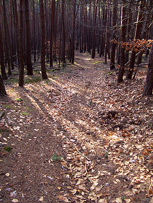 Downhill an der Altenburg bei Soden