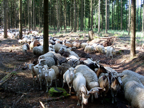 1500 Schafe