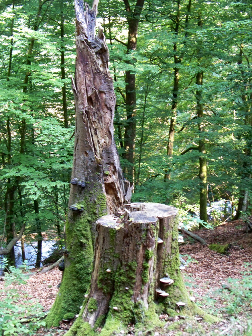 100_3538.jpg