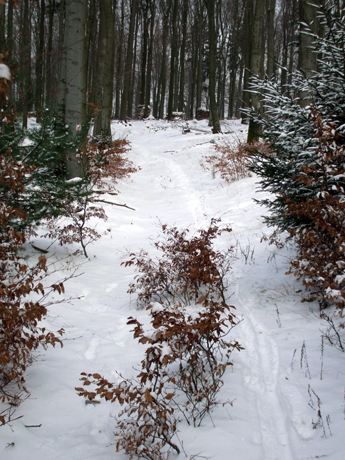 dscf1217.jpg