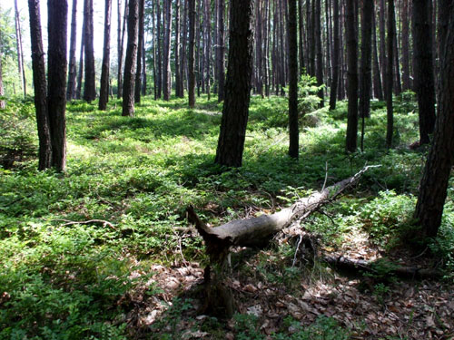 dscf1913.jpg