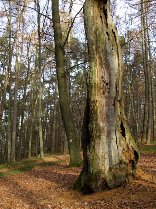 dscf3339.jpg