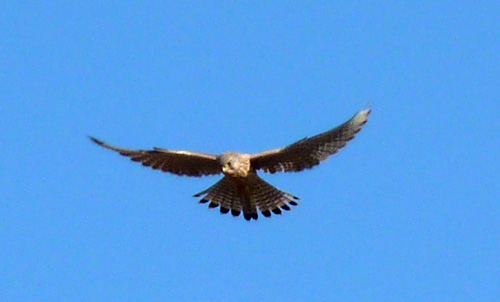 p1010420.jpg